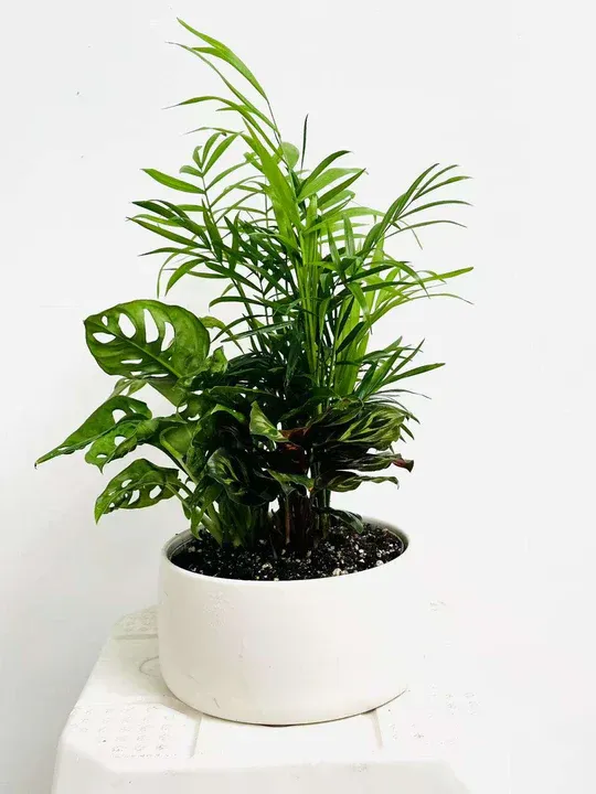 The Smart Way to Send Gifts: Choose Plant Delivery